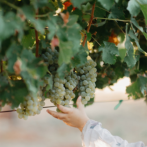 Sip from wineries like Copper Six Wines at Park City Wine Fest