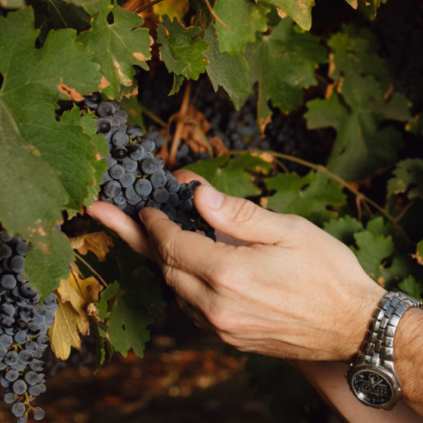 Oak Ridge Winery is featured at the Park City Wine Festival.